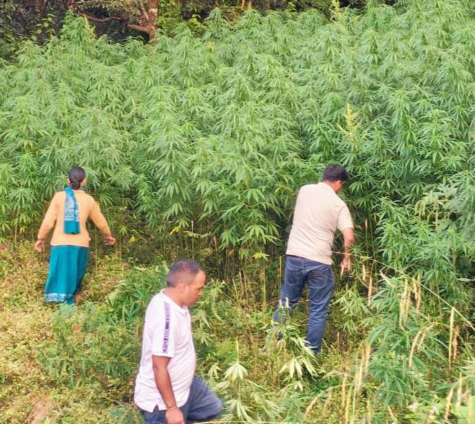 रामपुर तोक में अवैध भांग की खेती पर पुलिस का कड़ा प्रहार